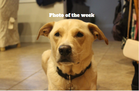 Photo of the week: animals